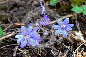 Beatiful blue kidneywort in spring nature photo