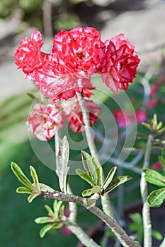 Beatiful bunches Adenium flower or desert rose
