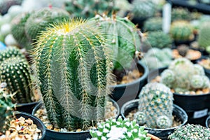 Beatiful Cactus group in pot