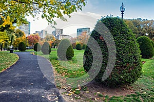 Beatiful clipped bush and colorful trees in fall season in Boston Garden