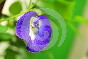 Beatiful flower clitoria ternatea in the garden