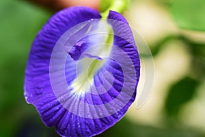 Beatiful flower clitoria ternatea in the garden