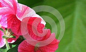 Beatiful-flower-frame-banner photo