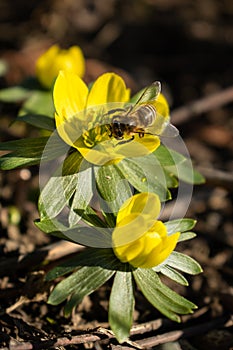 Beatiful flower with hard working bee