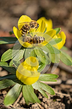 Beatiful flower with hard working bees