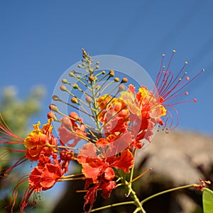 Beatiful flowers in carribbean island on blue sky