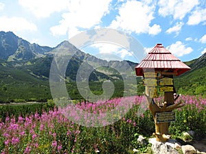 Krásne kvety uprostred teplej jari vo Vysokých Tatrách s turistickou značkou