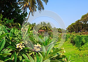 Beatiful frangipani flowers in Candolim, Goa, India. photo