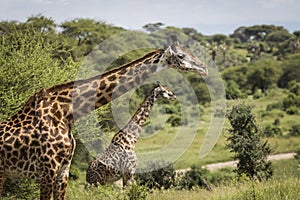 Beatiful girrafe during safari in Tarangire National Park, Tanzania