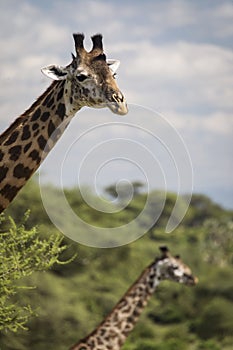 Beatiful girrafe during safari in Tarangire National Park, Tanzania
