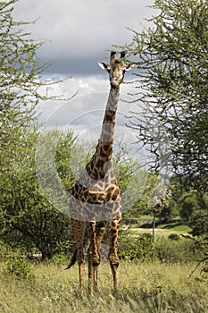 Beatiful girrafe during safari in Tarangire National Park, Tanzania photo