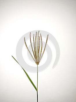 Beatiful grass plant in the white baground