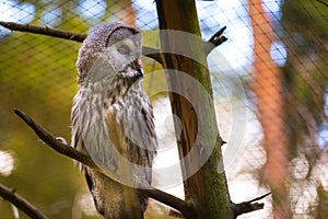 Beatiful Great Grey Owl (Strix nebulosa)