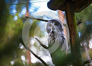 Beatiful Great Grey Owl (Strix nebulosa)