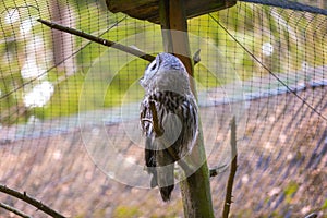 Beatiful Great Grey Owl (Strix nebulosa)