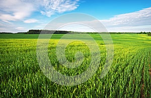 Beatiful green field with blue sky.