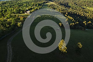 Grün tanne Bäume a Länder Straßen. rumänien 