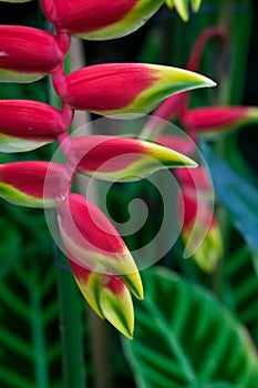 Beatiful Heliconia