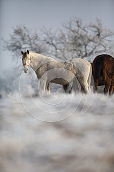 Beatiful horses in winter