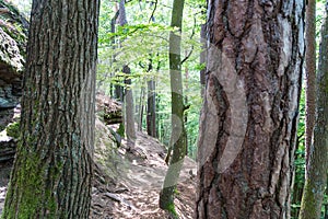 beatiful landscape of the pfÃ¤lzer wald wood hills, rheinland-pfalz, germany