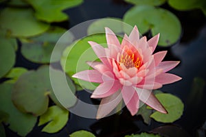 Beatiful Lotus flowers on lake , water lily blooming in pond