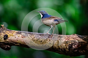 Beatiful male Slaty-blue Flycatcher