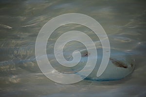 Beatiful and natural bad water animal in the beach in coche island in venezuela photo