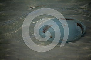 Beatiful and natural bad water animal in the beach in coche island in venezuela photo