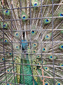 Beatiful Peacock that atract female in married season photo