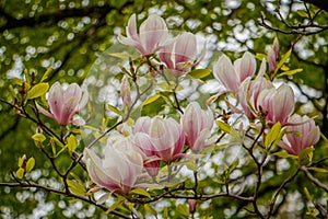 The beatiful pink bloom of magnolia, Canada