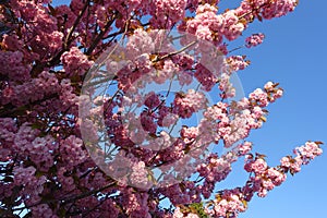 Beatiful Sakura at Otaru Hokkaido in Japan photo