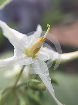 Beatiful solanum flowers photo