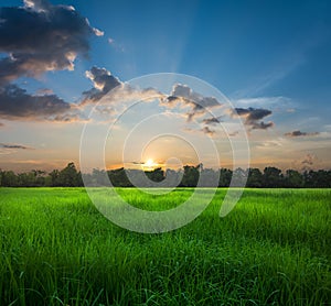 Beatiful Sunrise on rice field nature landscape.