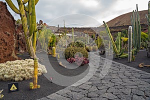 Beatiful View of cactus garden, Jardin de Cactus in Guatiza, Lanzarote, Canary Islands, Spain.