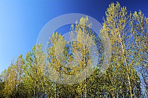 Beatiful view with trees on a sunny day with a blue sky.