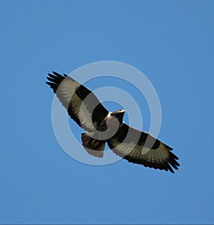 Beautiful wild eagel photo