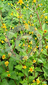 beatiful yellow flower in garden