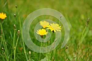 Beatiful Yellow Hypochaeris Radicata Flower