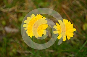 Beatiful Yellow Hypochaeris Radicata Flower (hairy Cats Ear)