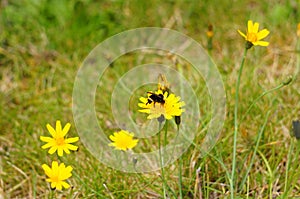 Beatiful Yellow Hypochaeris Radicata Flower (hairy Cats Ear)