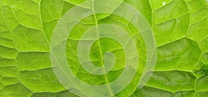 Beautifull green leaf