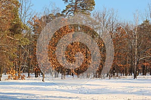 Beatifull morning sunrays in winter forest, trees covered with snow on background