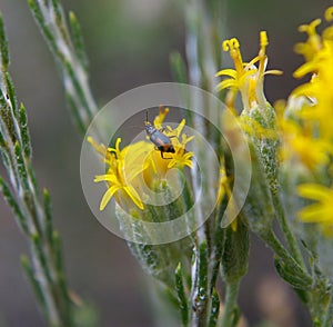 Beatle on a flower