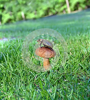 Beatle and Mushroom photo