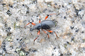 Beatle with red legs