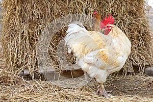 The beatong hen in farm at thailand