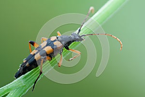 Beattle in nature on green