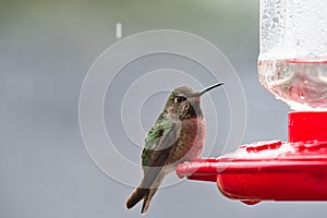 Beatuiful Anna`s Hummingbird gently resting on a hummingbird feeder