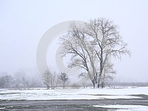 Beatuiful willow tree in the winter marsh in the Flemish countryside