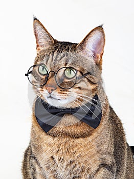 A beatutiful cat with round glasses